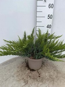 Juniperus sabina 'Tamariscifolia' 20-30 cm cont. 3,0L - afbeelding 1