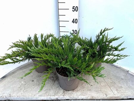 Juniperus sabina 'Tamariscifolia' 20-30 cm cont. 3,0L - afbeelding 2