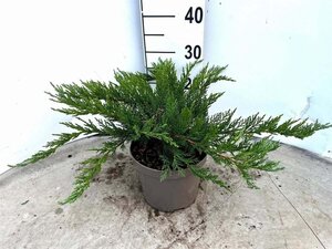 Juniperus sabina 'Tamariscifolia' 20-30 cm cont. 3,0L - afbeelding 3