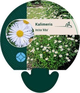 Kalimeris incisa 'Alba' geen maat specificatie 0,55L/P9cm - afbeelding 3