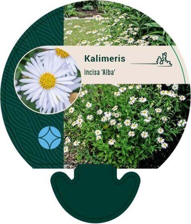 Kalimeris incisa 'Alba' geen maat specificatie 0,55L/P9cm - image 3