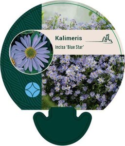 Kalimeris incisa 'Blue Star' geen maat specificatie 0,55L/P9cm - image 1