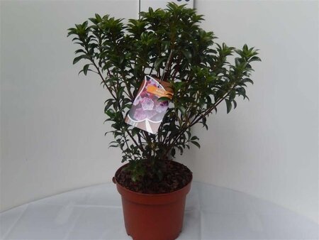 Kalmia lat. 'Little Linda' 25-30 cm cont. 3,0L - afbeelding 2