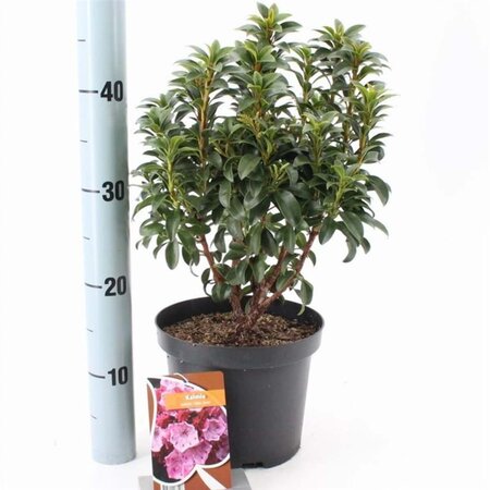 Kalmia lat. 'Little Linda' 25-30 cm cont. 3,0L - afbeelding 1