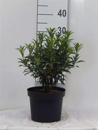 Kalmia lat. 'Tiddlywinks' 25-30 cm cont. 3,0L