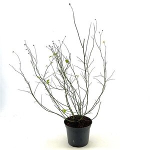 Kerria jap. 'Pleniflora' 40-50 cm cont. 3,0L