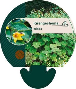 Kirengeshoma palmata geen maat specificatie 0,55L/P9cm - image 3