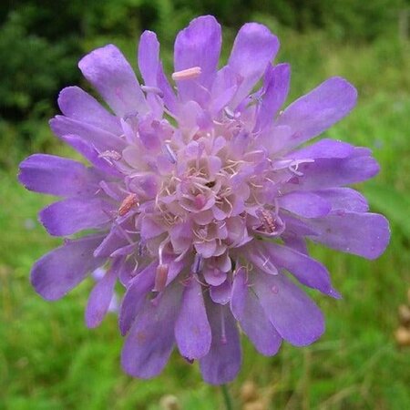 Knautia arvensis geen maat specificatie 0,55L/P9cm - afbeelding 2