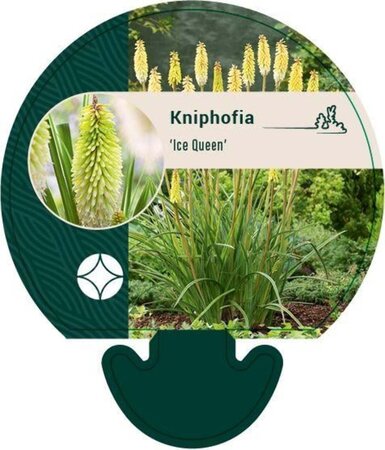 Kniphofia 'Ice Queen' geen maat specificatie 0,55L/P9cm - image 1