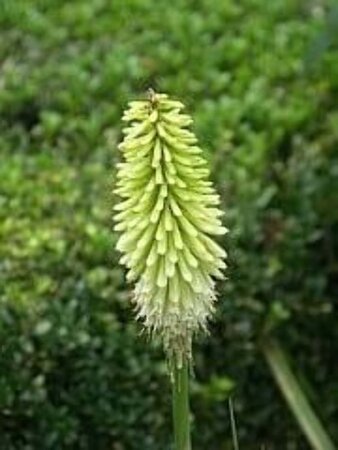 Kniphofia 'Ice Queen' geen maat specificatie 0,55L/P9cm - image 2