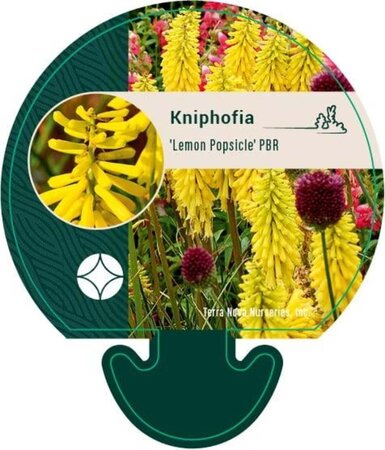 Kniphofia 'Lemon Popsicle' geen maat specificatie 0,55L/P9cm