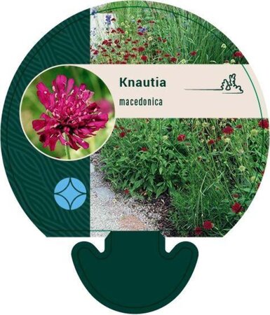 Knautia macedonica geen maat specificatie 0,55L/P9cm - image 3