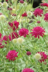 Knautia macedonica geen maat specificatie 0,55L/P9cm - image 2