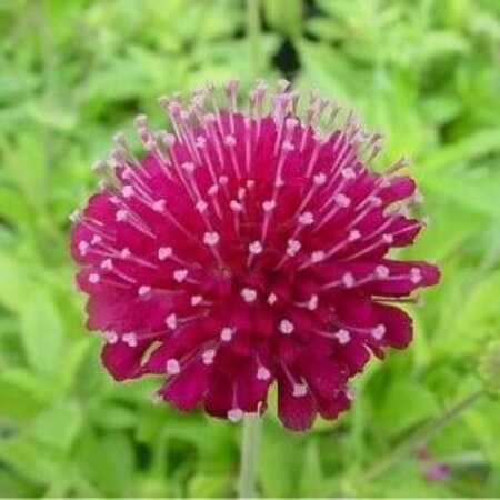 Knautia m. 'Mars Midget' geen maat specificatie 0,55L/P9cm - image 1