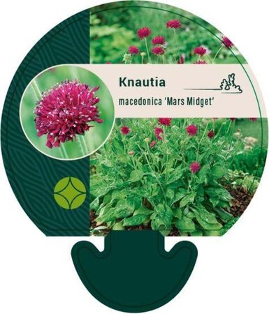 Knautia m. 'Mars Midget' geen maat specificatie 0,55L/P9cm - image 2