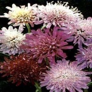 Knautia m. 'Melton Pastels' geen maat specificatie 0,55L/P9cm - image 2