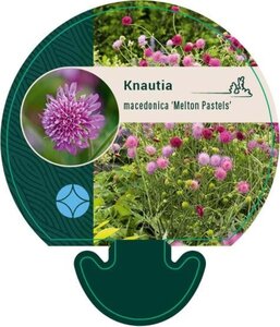 Knautia m. 'Melton Pastels' geen maat specificatie 0,55L/P9cm - image 1