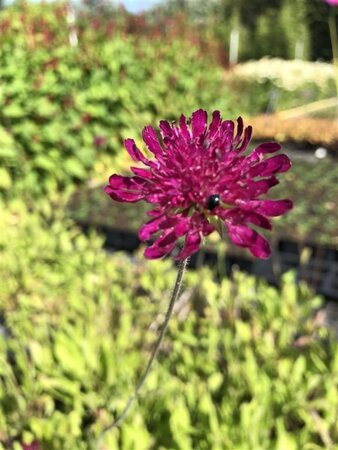 Knautia m. 'Red Knight' geen maat specificatie 0,55L/P9cm - image 2