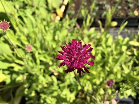 Knautia m. 'Red Knight' geen maat specificatie 0,55L/P9cm - image 3