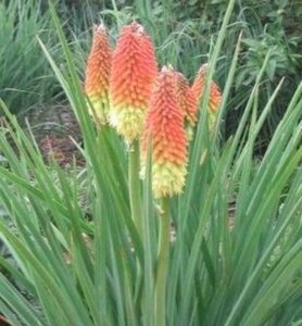 Kniphofia 'Royal Castle' geen maat specificatie 0,55L/P9cm - image 2