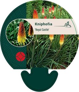 Kniphofia 'Royal Castle' geen maat specificatie 0,55L/P9cm - image 4