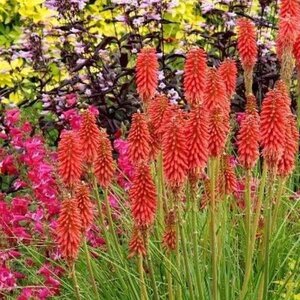 Kniphofia 'Redhot Popsicle' geen maat specificatie 0,55L/P9cm - afbeelding 2