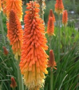 Kniphofia uvaria 'Grandiflora' geen maat specificatie 0,55L/P9cm