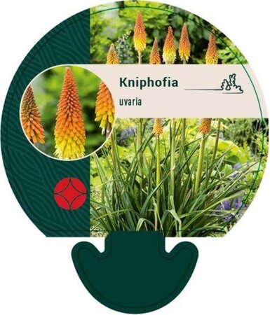 Kniphofia uvaria geen maat specificatie 0,55L/P9cm