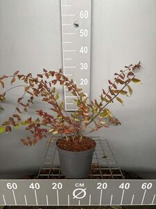 Kolkwitzia amabilis 30-40 cm cont. 3,0L