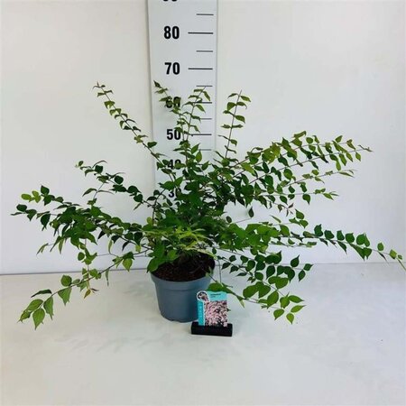 Kolkwitzia amabilis 40-50 cm cont. 3,5L