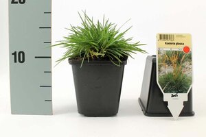 Koeleria glauca geen maat specificatie 0,55L/P9cm - afbeelding 4