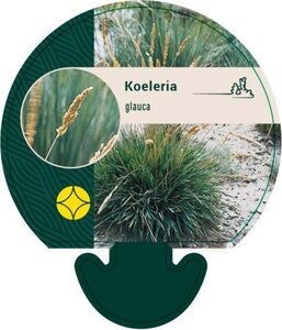 Koeleria glauca geen maat specificatie 0,55L/P9cm - image 2