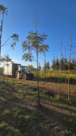 Koelreuteria paniculata 12-14 Hoogstam draadkluit 2 X verplant