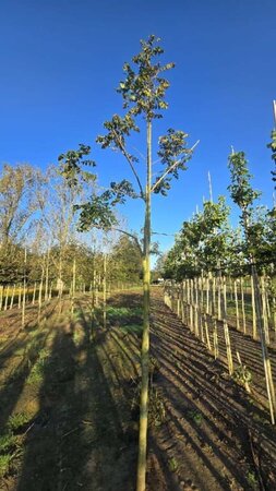 Koelreuteria paniculata 14-16 Hoogstam draadkluit 2 X verplant