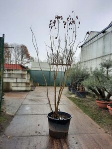 Koelreuteria paniculata 250-300 cm container meerstammig - afbeelding 2