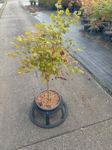 Koelreuteria paniculata 60-80 cm cont. 7,5L - image 2