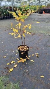 Koelreuteria paniculata 60-80 cm cont. 7,5L - image 1