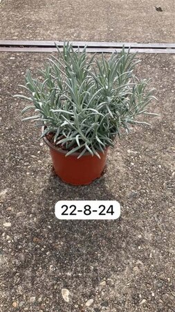 Lavandula ang. 'Alba' geen maat specificatie cont. 2,0L