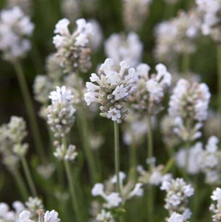 Lavandula ang. 'Arctic Snow' geen maat specificatie 0,55L/P9cm - afbeelding 1