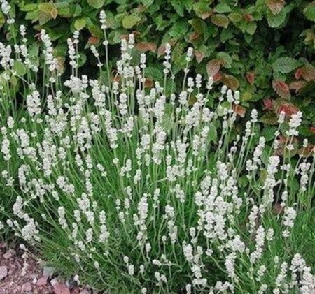 Lavandula ang. 'Arctic Snow' geen maat specificatie 0,55L/P9cm - afbeelding 2