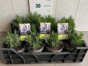 Lavandula ang. 'Dwarf Blue' 10-15 cm cont. 1,5L