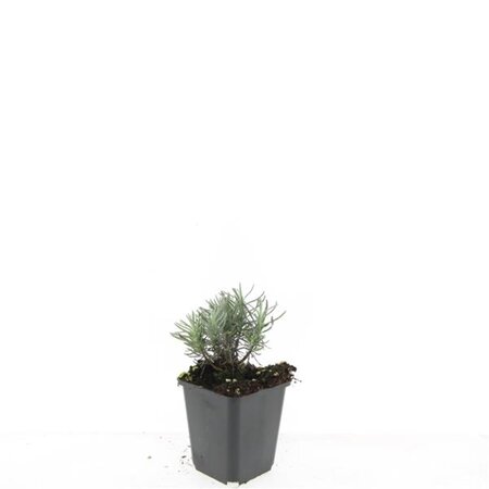 Lavandula ang. 'Dwarf Blue' geen maat specificatie 0,55L/P9cm - afbeelding 7