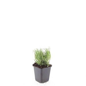 Lavandula ang. 'Dwarf Blue' geen maat specificatie 0,55L/P9cm - afbeelding 8