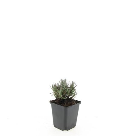 Lavandula ang. 'Dwarf Blue' geen maat specificatie 0,55L/P9cm - afbeelding 9