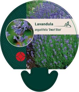 Lavandula ang. 'Dwarf Blue' geen maat specificatie 0,55L/P9cm - afbeelding 5