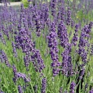 Lavandula ang. 'Dwarf Blue' geen maat specificatie 0,55L/P9cm - afbeelding 2