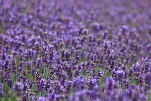 Lavandula ang. 'Hidcote' geen maat specificatie cont. 2,0L - afbeelding 1