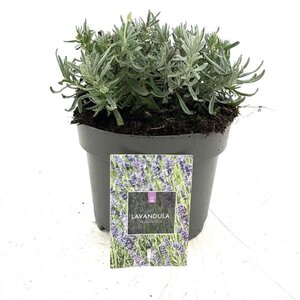 Lavandula ang. 'Hidcote' geen maat specificatie cont. 2,0L - afbeelding 6