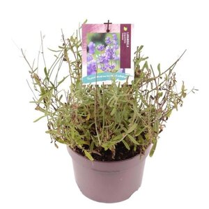 Lavandula ang. 'Hidcote' geen maat specificatie cont. 2,0L - afbeelding 5