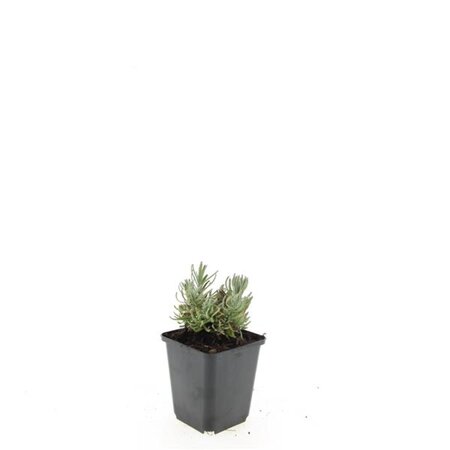 Lavandula ang. 'Hidcote' geen maat specificatie 0,55L/P9cm - afbeelding 6